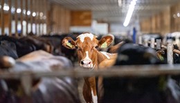 Drumgoon Dairy: The 5 non-negotiables of a resilient dairy business